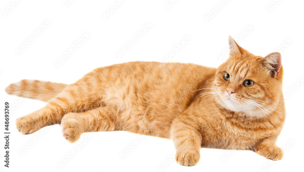 Canvas Prints ginger cat