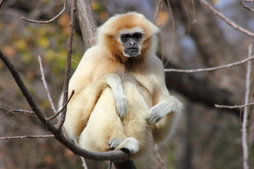 Fototapeta premium White Handed Gibbon