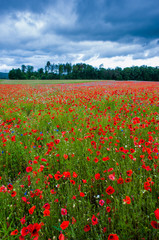 blossoming poppies