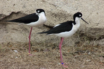 Black Necked Stilts