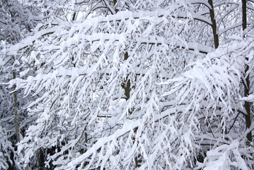 Zweige im Schnee