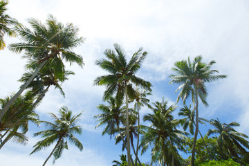 Obraz na płótnie Canvas Palm trees on sky background