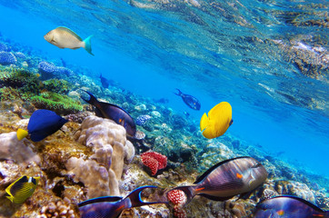 Naklejka na ściany i meble Koral i ryby w Morzu Czerwonym. Egipt, Afryka.