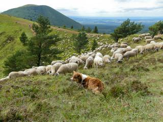 chien de berger gardant le troupeau de moutons