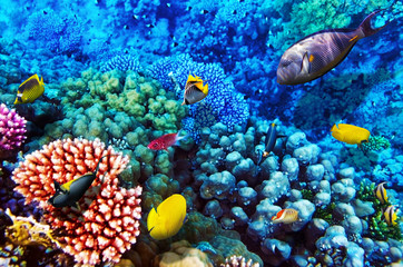 Obraz premium Coral and fish in the Red Sea. Egypt, Africa.