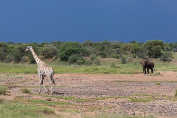 Naklejka na ściany i meble Eléphant et Girafe dans la savane d'Afrique du Sud