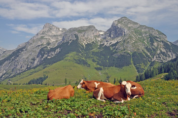 Fototapeta na wymiar Krowy w Werfenweng