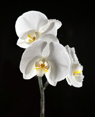 White beautiful orchid