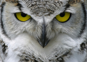 Great Horned Owl - Raptor Release