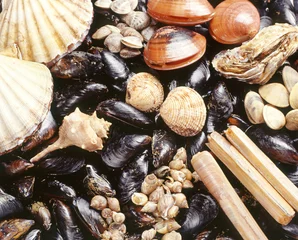 Zelfklevend Fotobehang Assortment of fresh shellfish © photology1971