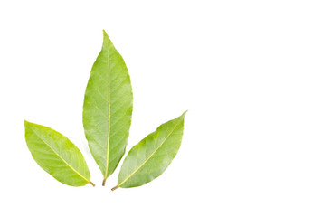 Fresh Bay Leaves Isolated on White