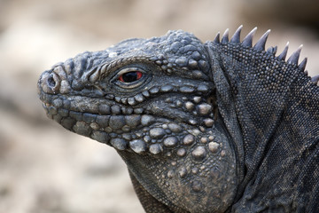 Iguana Tropicale Cubana