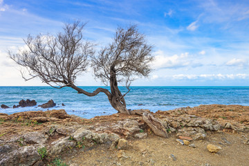 Fototapeta na wymiar Tamarisk lub Tamarix drzewo, skała plaża i ocean w tle.