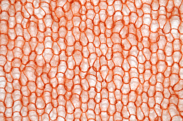 Orange Knit Background