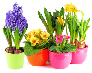 blue hyacinth, pink primulas, yellow daffodils