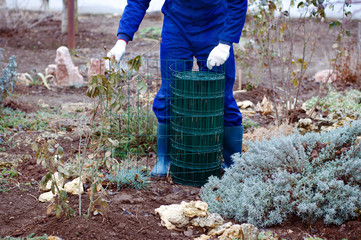 Gardener unwrapping metallic wire mesh