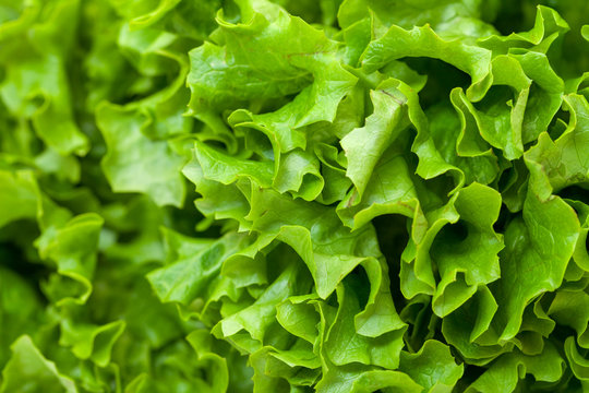 Fresh Salad Lettuce