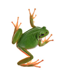 Fototapeta premium tree_frog