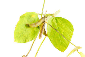 Soy Beans isolated on white background