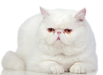 Fototapeta premium Beautiful exotic shorthair cat