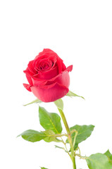 red rose isolated