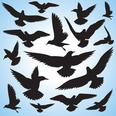 flock of flying birds and sky