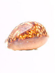 A brown sea shell isolated on white background