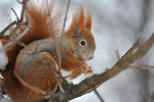 Eichh&ouml;rnchen am Baum