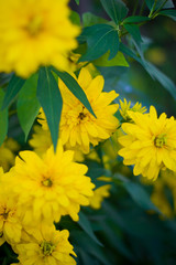 Цветы / Flowers