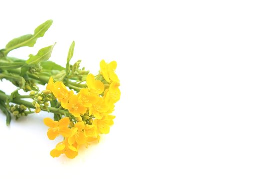菜の花