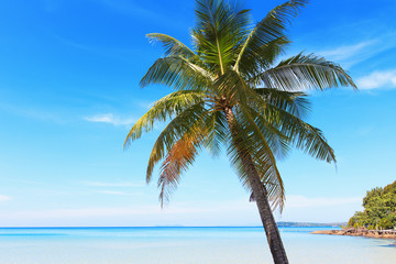Кокосовая пальма на берегу моря