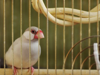籠の文鳥