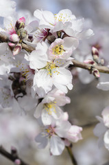 almond tree flowers - 48711964
