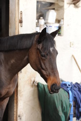 Fototapeta premium cavalière