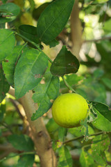 Lemon trees