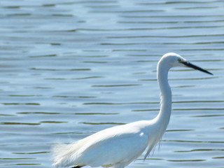 Obraz premium Airone bianco in Camargue, Francia