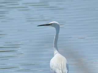 Obraz premium Airone bianco in Camargue, Francia