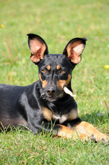 Mischlingshund