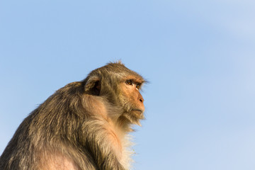 Naklejka premium Monkey in Thailand