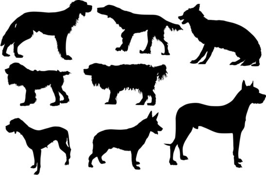 set of eight isolated dogs