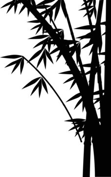 black bamboo stems on white