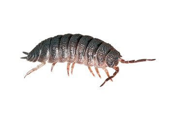 Woodlouse Isolated
