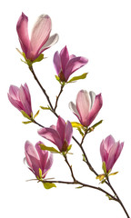 Branch of magnolia