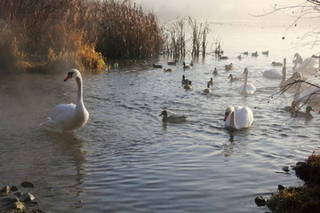 Nature and Industry IV