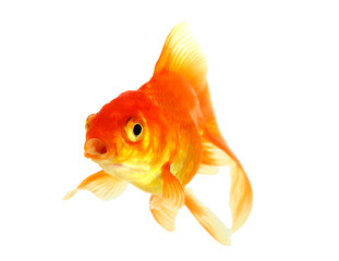 Gold fish. Isolation on the white