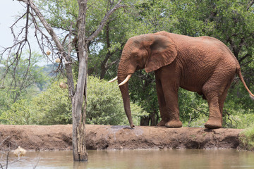 Fototapeta na wymiar Mężczyzna słoń obok wodopoju