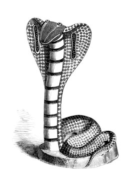 Cobra Fantasy : handicraft - India