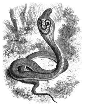 Snake : Cobra (Naia Tripudians)