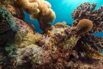 Naklejka na ściany i meble Biały bubble anemon i anemonefish w Morzu Czerwonym.