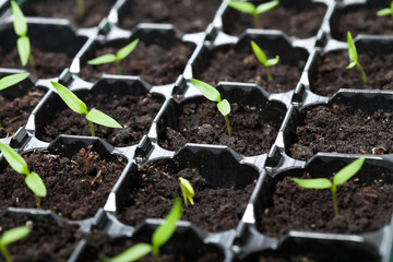 Many young seedlings in germination tray